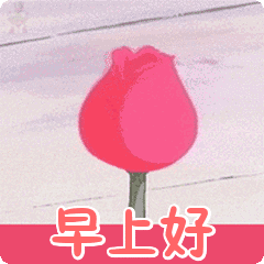 玫瑰花开早上好表情包