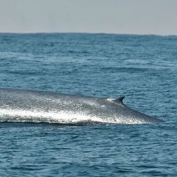 白鲸 beluga whale