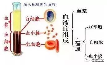 血液凝固的原理_图为血液凝固机理