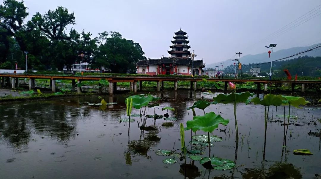 一枝独秀西陂村