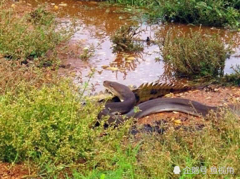 巨鳄大战巨蟒澳洲橄榄蟒吞吃淡水鳄死亡缠绕完胜翻滚