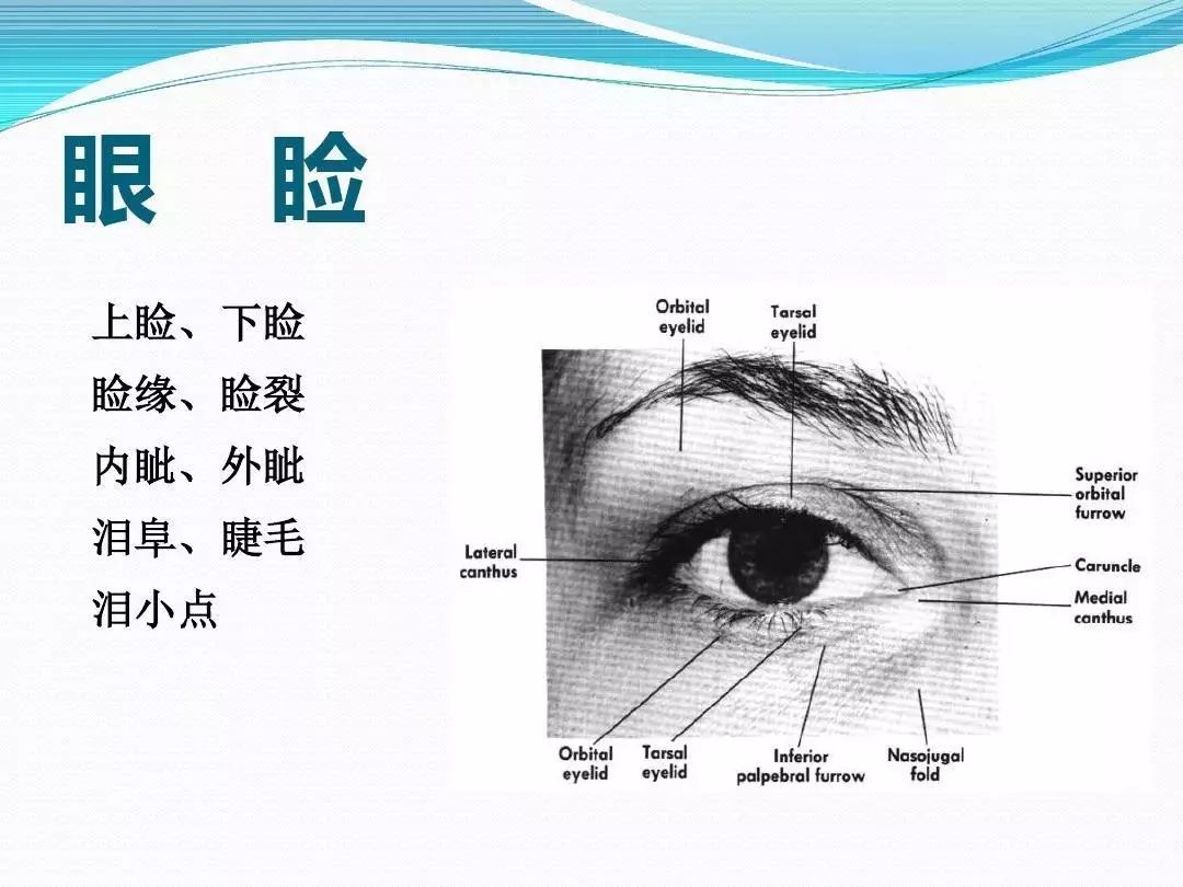 眼科基础解剖图集36张值得收藏