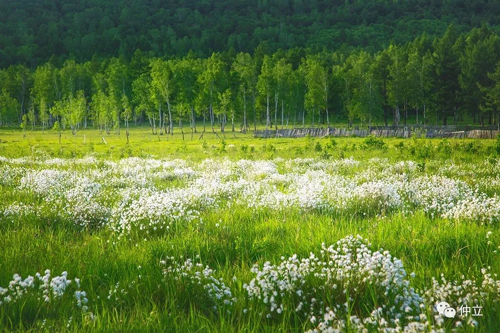 南来北往 | 邂逅兴安小清新,塔头甸子花开美如雪