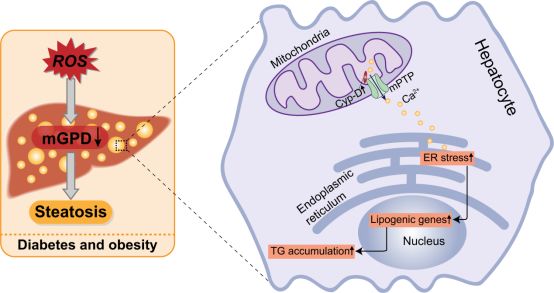 图1. mgpdh缺乏加重糖尿病及肥胖诱导肝tg沉积及肝脂肪变性机制图解.