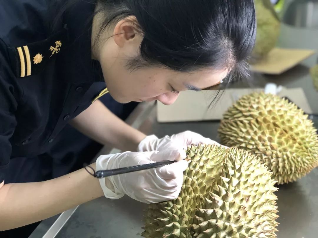 "神仙水果"入湘记