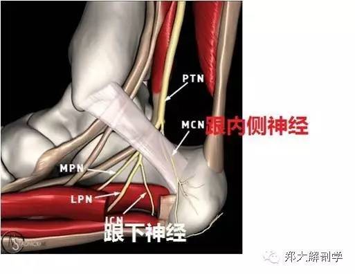 触诊: 易卡压部位:跟内侧神经在进入和浅出屈肌支持带处及跟管内,且