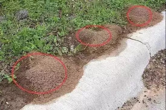                     3岁男孩被虫咬后器官衰竭，妈妈们认准这五种虫子！