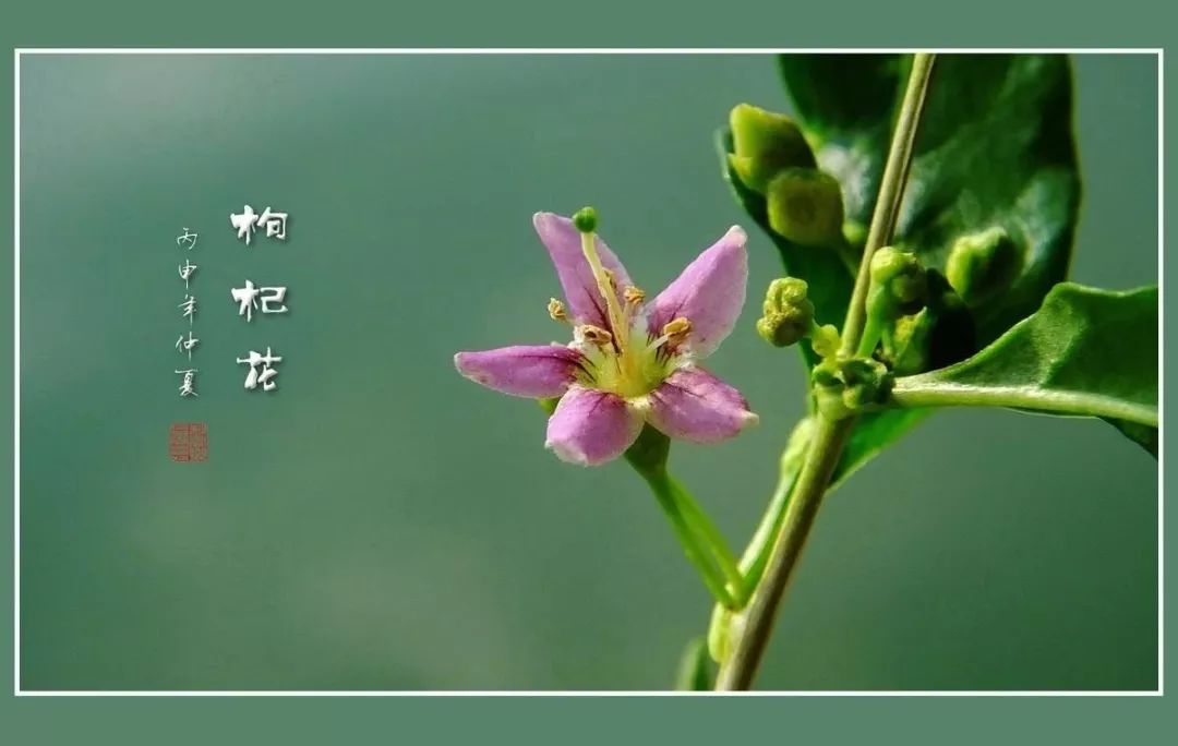 枸杞花开群友合诵