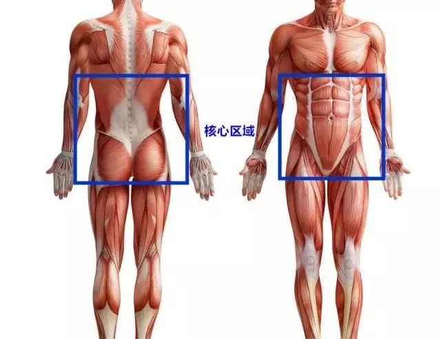腹部收紧的原理是什么_幸福是什么图片