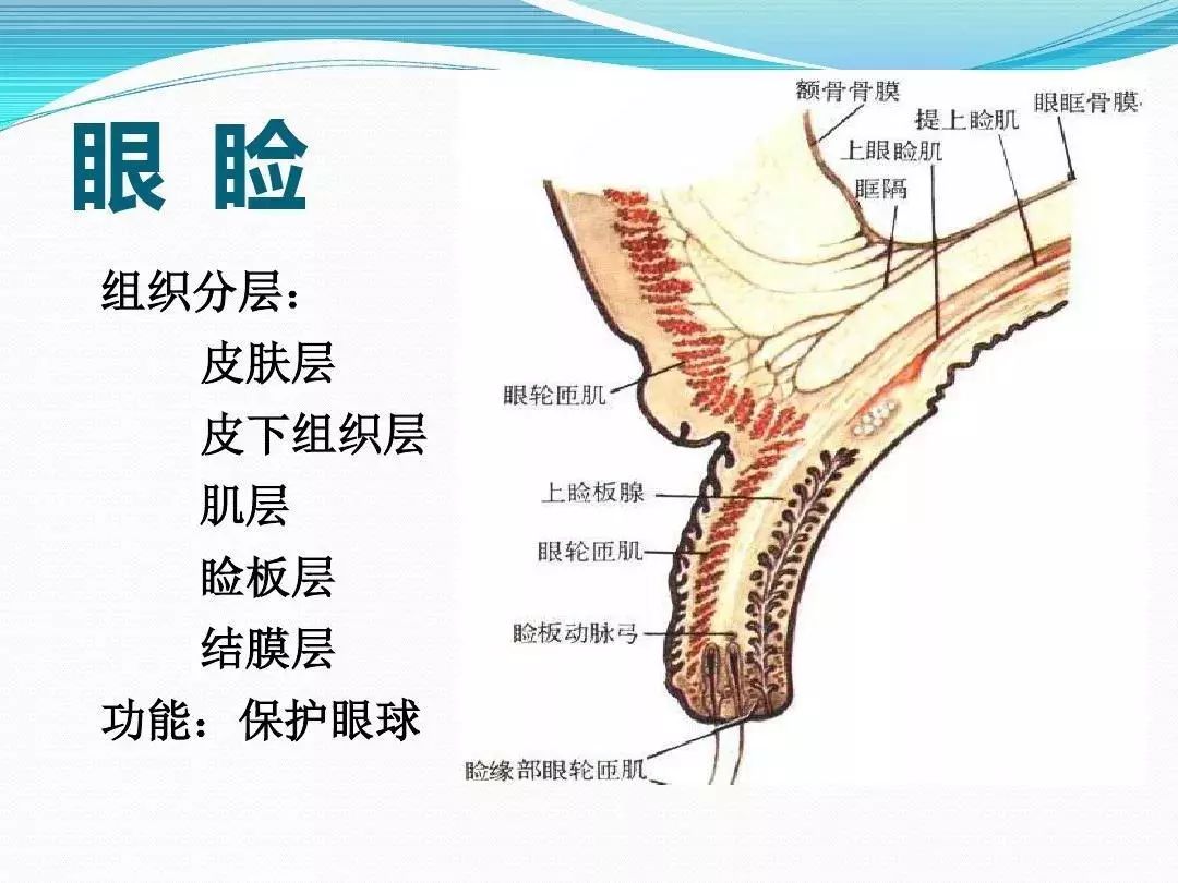 眼科基础解剖图集36张值得收藏