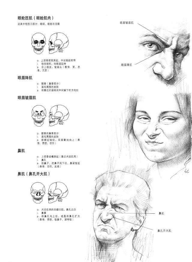 人体头部解剖与头部素描知识点分析