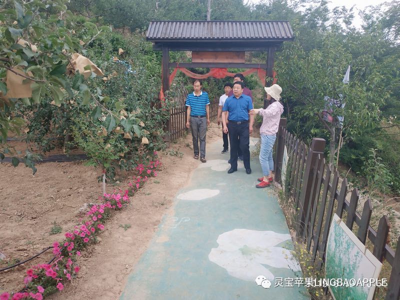 在寺河乡姚院村刘天送100年老果园参观参观苹果小镇和灵宝苹果实验站