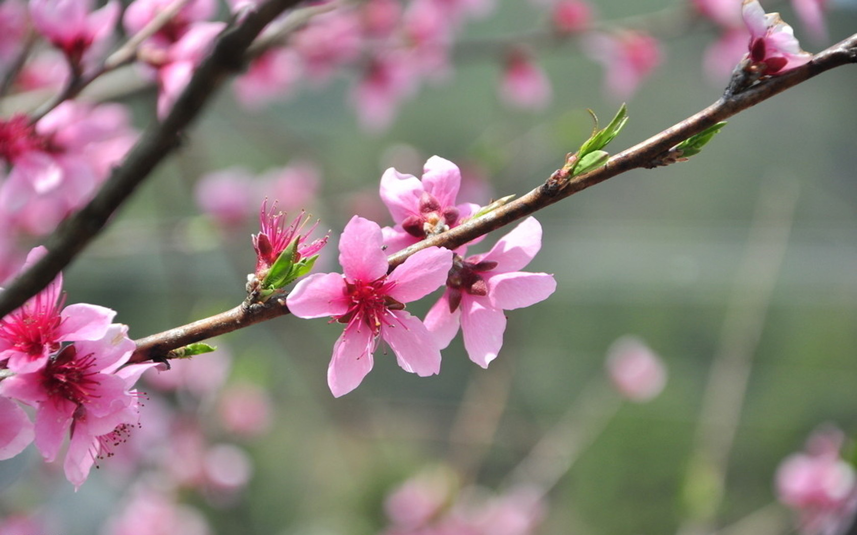 乌鸦手里一枝花猜成语_七叶一枝花(2)