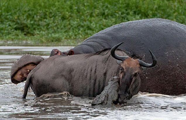 鳄鱼捕杀角马,河马看到鳄鱼到了自己的领地那么放肆直接咬过去视频