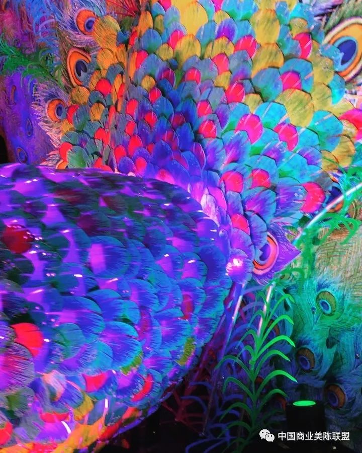 2019缤纷悉尼灯光音乐节装置艺术作品regalpeacock