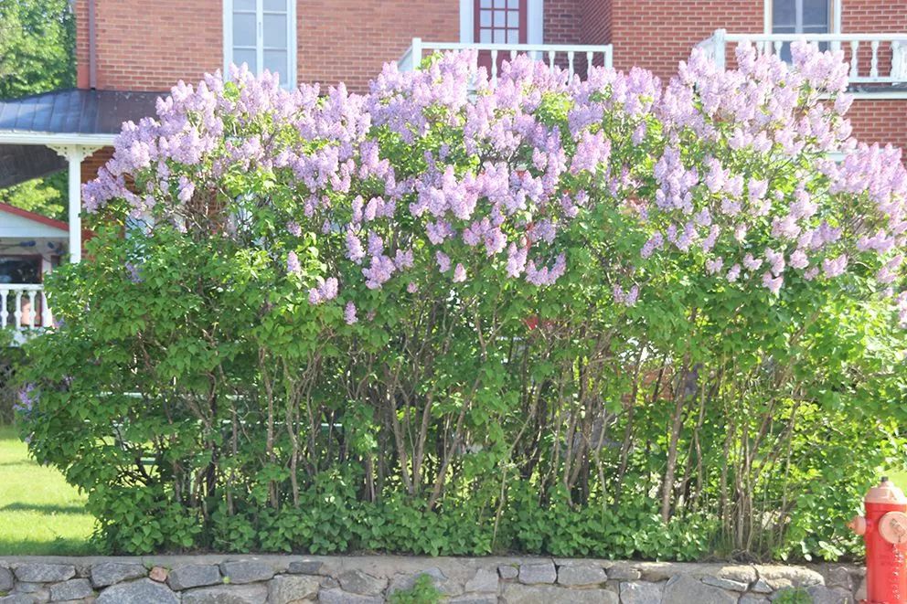 院子里的朋友【北方的朋友特适合在院子里种几棵紫丁香，淡紫色的清香花朵很迷人】