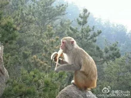 有些游客担心饿着猴子爬山的时候都会带一些食物过来到了山顶分给这