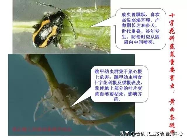 蔬菜害虫图谱