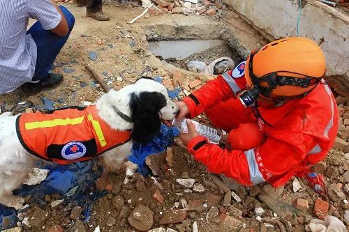 搜救犬俩兄弟被累瘫：妈妈是汶川功勋犬，弟弟因救援牺牲