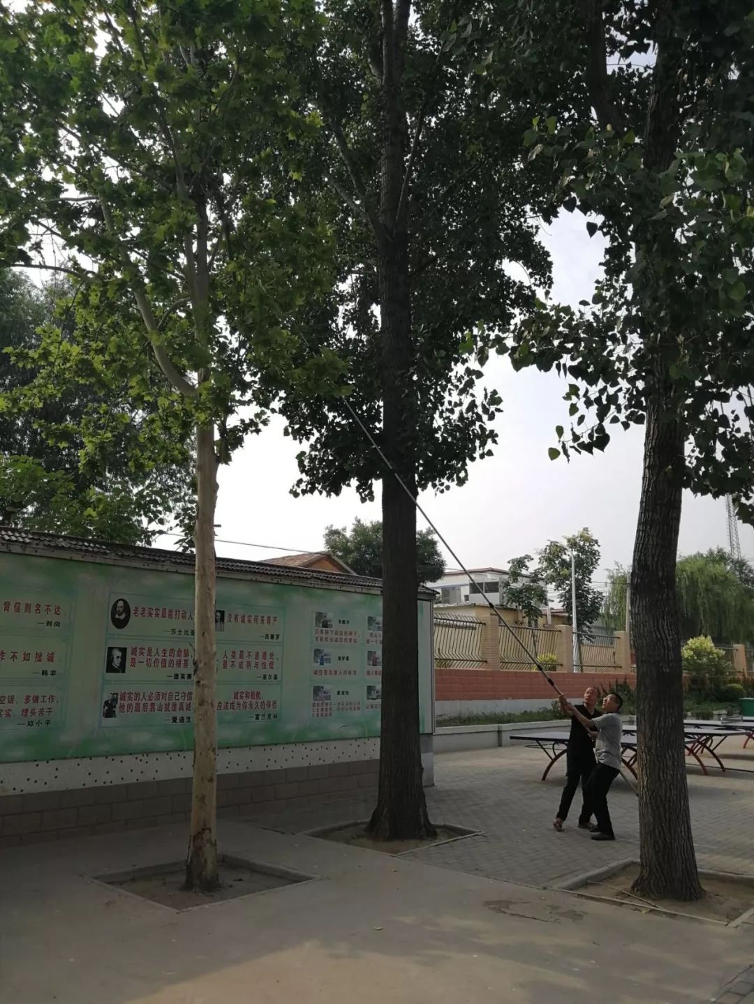 周村区南郊镇八里小学:一枝一叶总关情