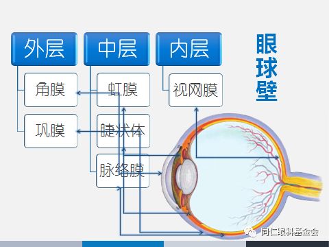 眼内容物包括:房水,晶状体,玻璃体.它由眼球壁和眼内容物组成.