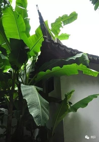 夜雨芭蕉几许愁
