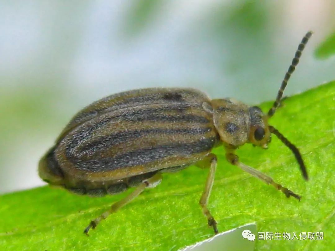 广聚萤叶甲(ophraella communalesage(chrysomelidae)萤叶甲亚科(gal