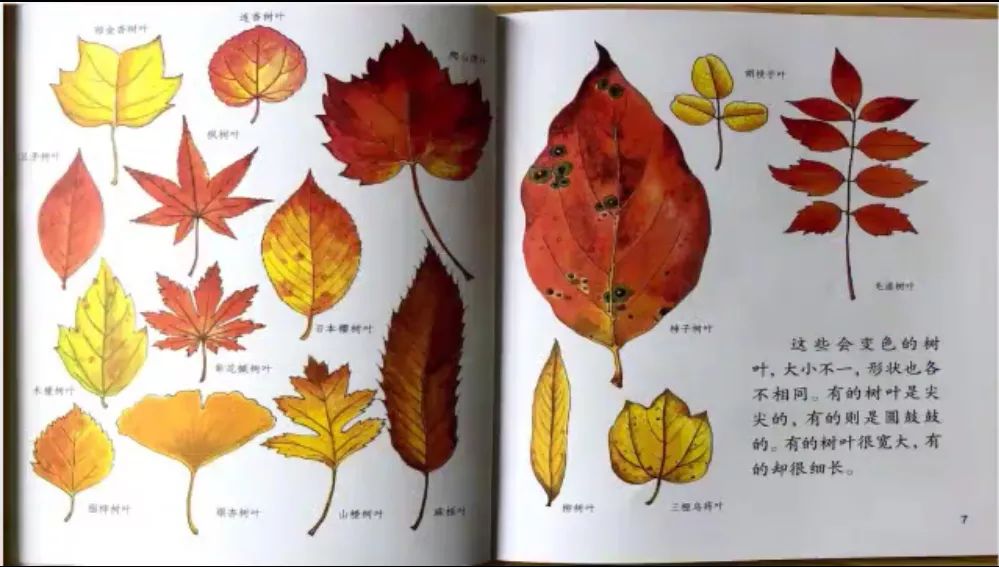 【科学小故事】为什么树叶会变色?