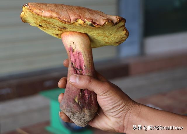 走进昆明西南野生菌交易中心,云南野生菌上市