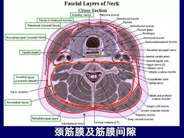 必点收藏 | 高清版颈部断层解剖