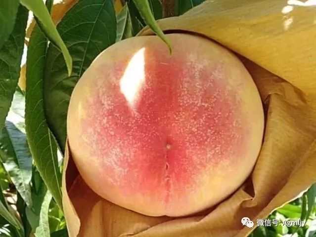 阳山水蜜桃:甜蜜的味道