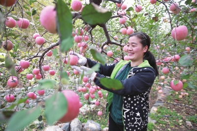 图为去年秋天,果农在收获苹果.资料图