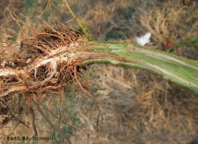 茎基腐病,也称大苗立枯病,一般在番茄植株定植初期发病,为害茎基部或