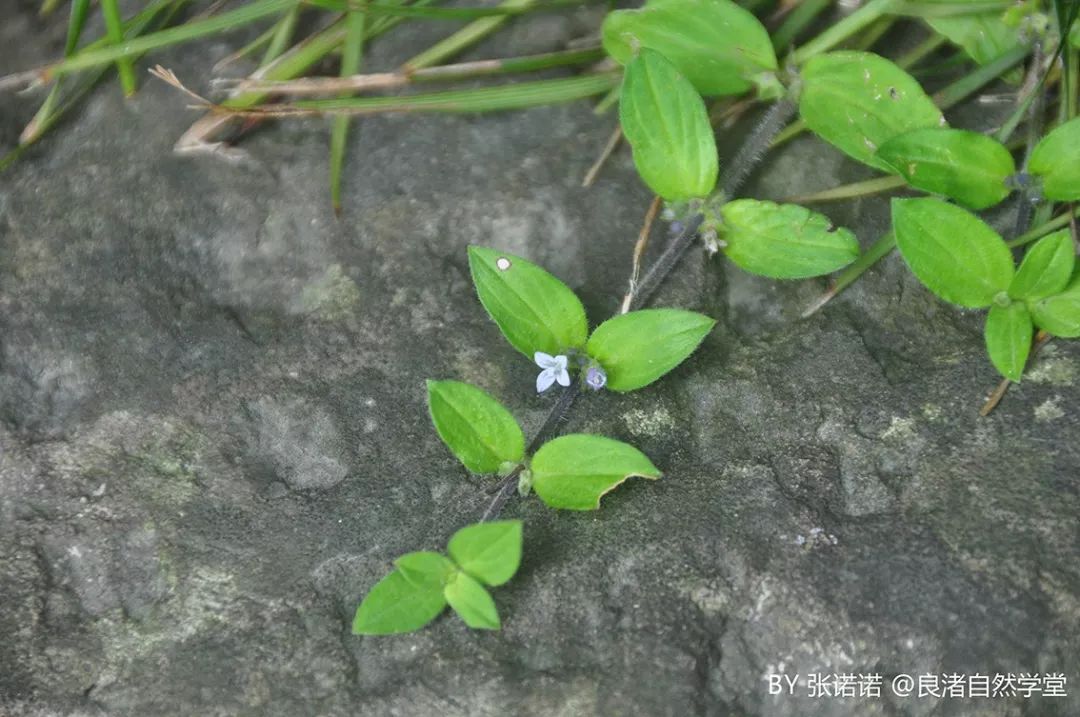 04,金毛耳草:茜草科,耳草属