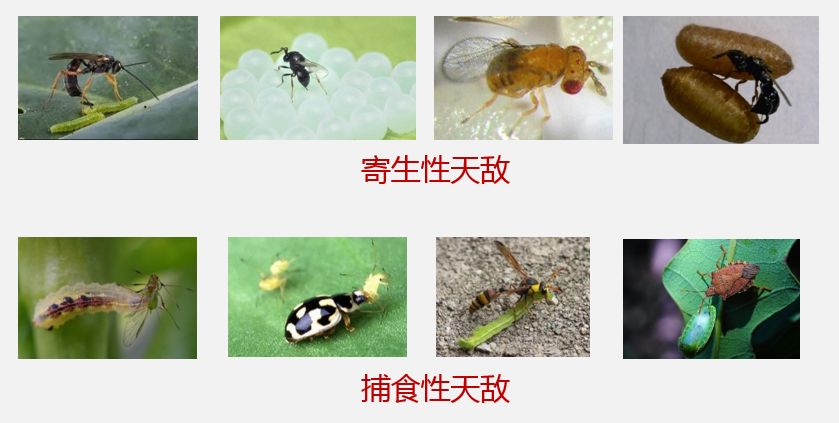 比如蜻蜓,螳螂,猎蝽,刺蝽,花蝽,草蛉,瓢虫,步行虫,食虫虻,食蚜蝇,胡蜂