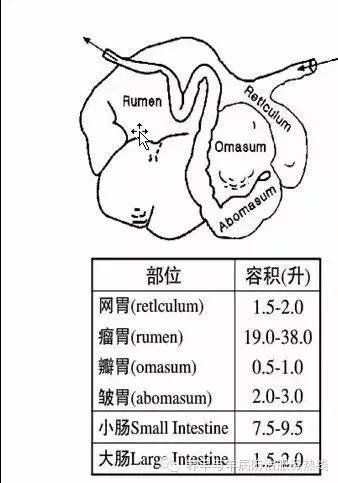 反刍动物对瘤胃原虫虫体蛋白的消化利用率极高,可达百分之九十以上,而