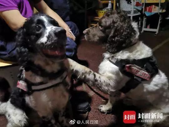 搜救犬俩兄弟被累瘫：妈妈是汶川功勋犬，弟弟因救援牺牲