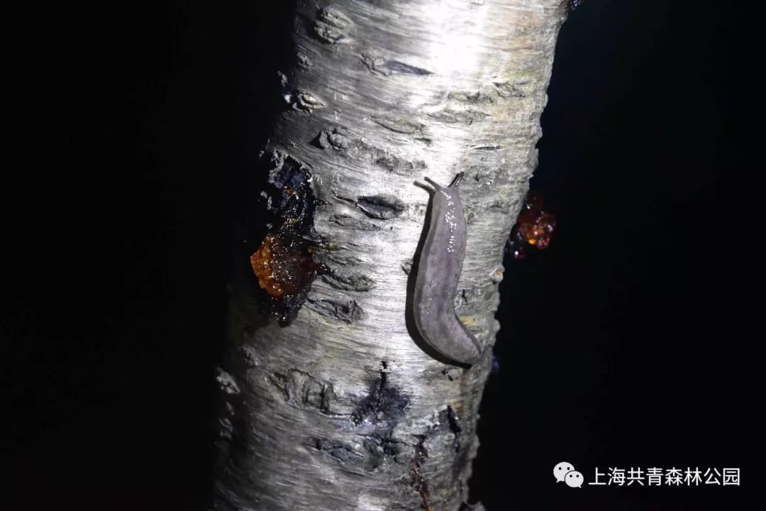 夜游日记丨"探秘夜森林"活动现场抢先看!_若虫