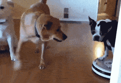 《爱宠大机密2》| 7月5日一起开启奇妙梦幻的宠物世界