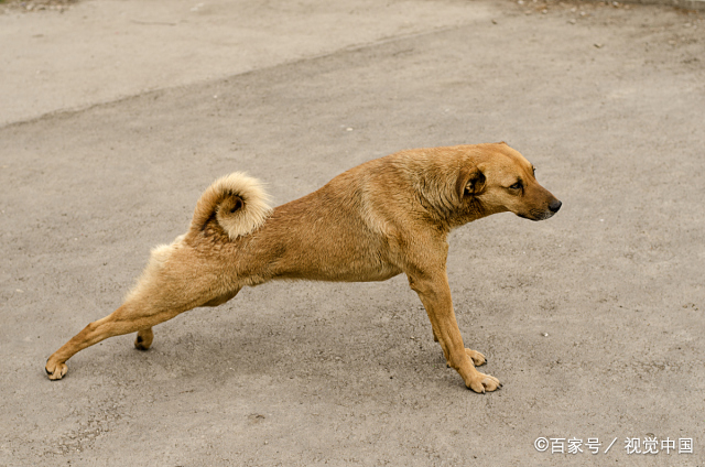 狗狗便便后不停后蹬腿它在学猫做清洁吗它可能只是想占地盘