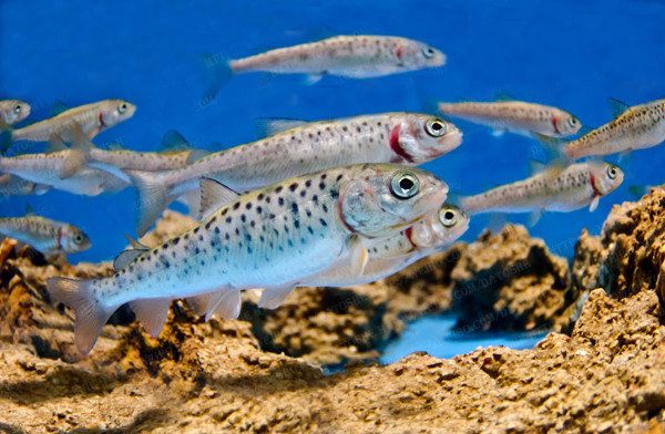 鱼多久会繁殖 97007d45ea3b4e9d906af668ddaeb020.jpeg