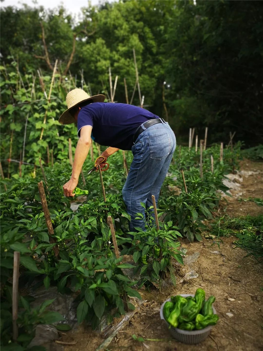 这里的农家菜园让我们想念童年