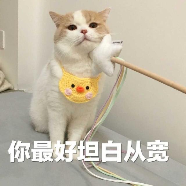 猫咪表情包|猪猪不知道不关猪猪的事