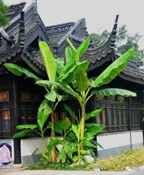 夜雨芭蕉几许愁