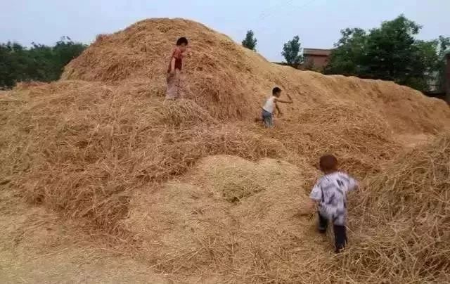 一组30年前固安麦收老照片曝光!看哭无数人