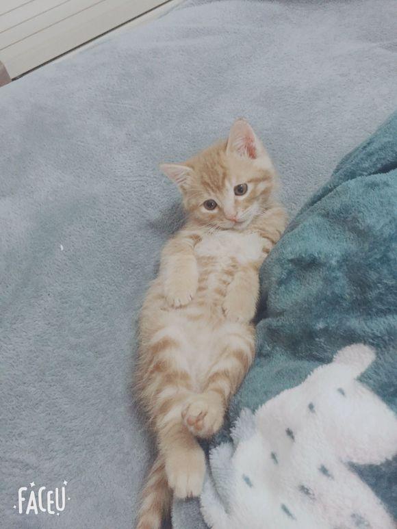 女孩求助如何训猫,网友纷纷出招,最后这位厉害