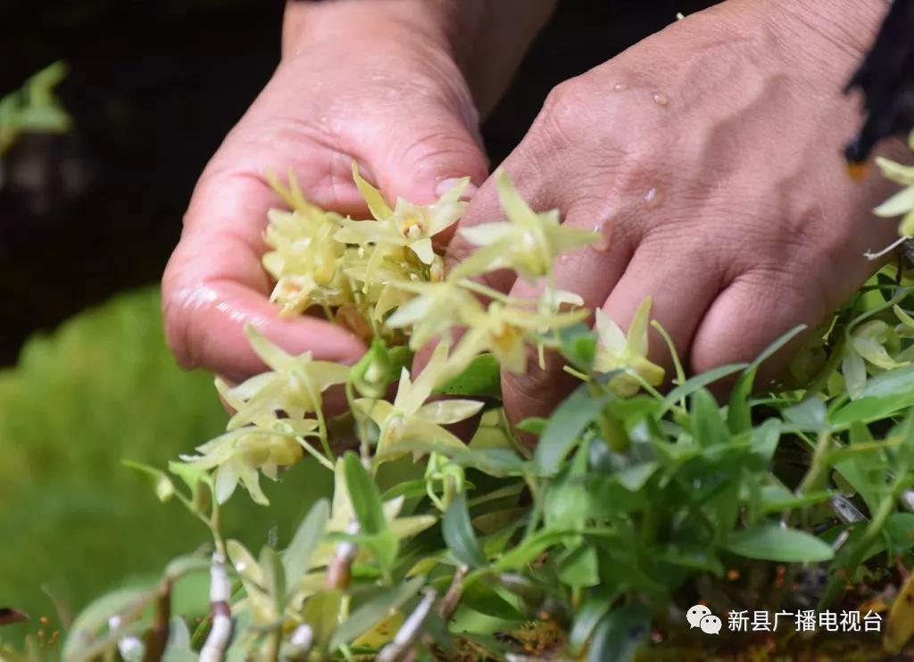 泗店人间仙草铁皮石斛开花了长得跟兰花一样样还能吃