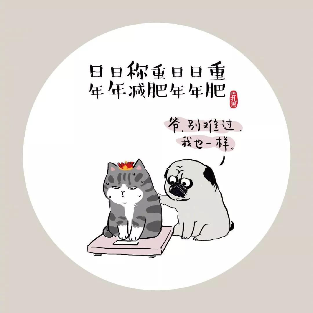 我的文案不如一只猫