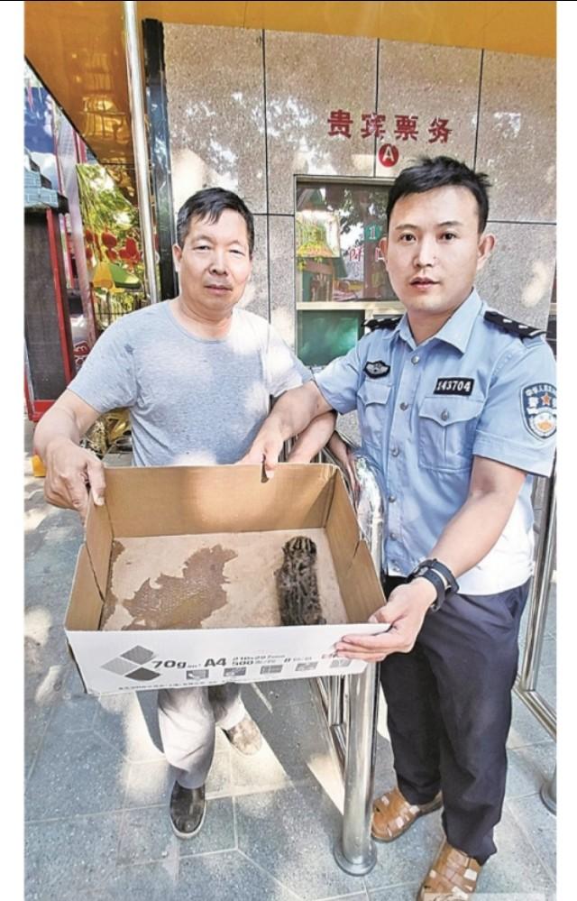 运城市新绛县林业局 救助一只国家二级保护动物—豹猫_樊建良