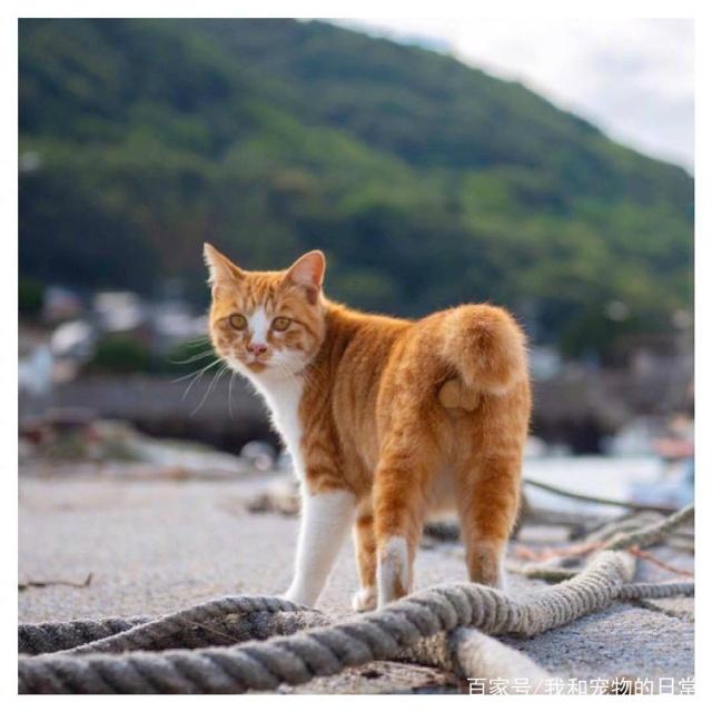 来吸一波猫咪黄金蛋猫蛋是真的可爱